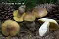Tricholoma equestre-amf1871